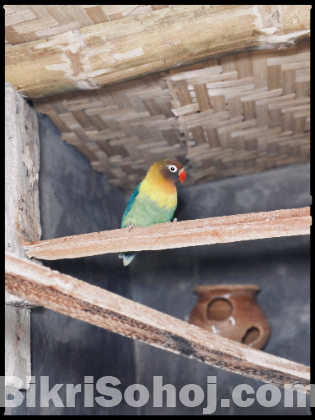 লাভ বার্ড